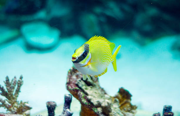 Masked Rabbitfish - Siganus puellus and golden rabbitfish in blue water of aquarium