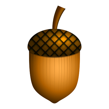 Oak acorn isolated on a white background