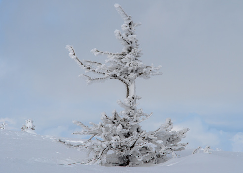 A snowy and frosty tree on top of a mountain