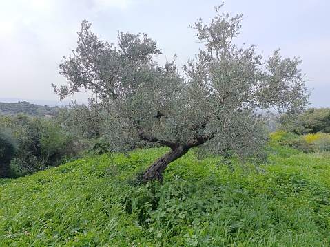 Lone olive tree in spring. Tuscany, Italy. Shallow soft focus