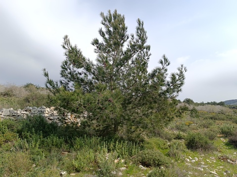 Captivating view of a natural landscape, where a lush green pine tree stands tall. The tree's vibrant needles contrast beautifully with the wild grass and shrubs around it. High quality photo. Israel.