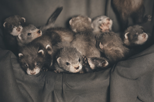 Group of five weeks old ferret babies in studio - detail