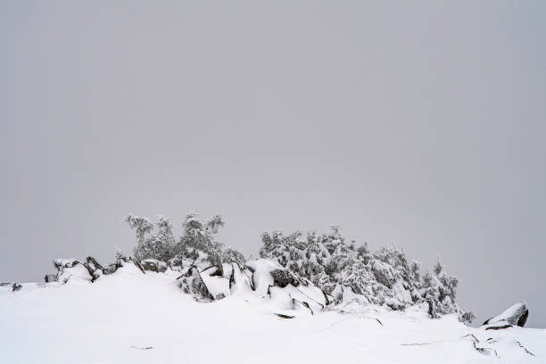 Stones and shrub under the snow and frost