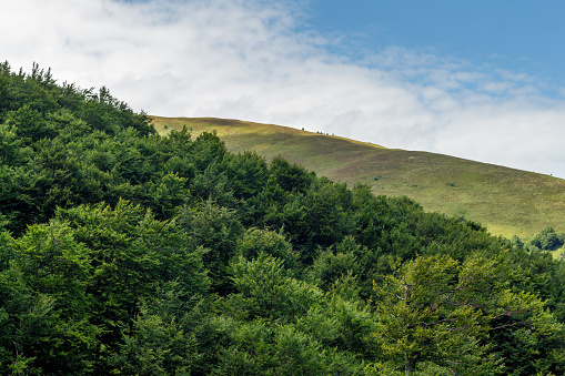 landscape in the Carpathians in summer, green meadows and beech forest