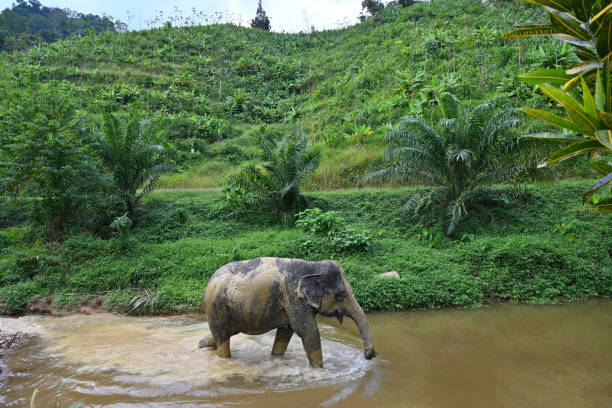 istock Elephant stained with mud walk along the river in Thailand 2071167532