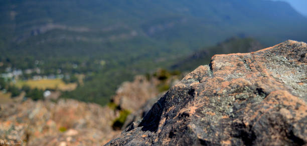 A bird perched on a rock with mountain view