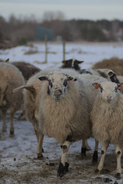 istock sheep in a snow - covered field with snowy ground behind them 2071175996