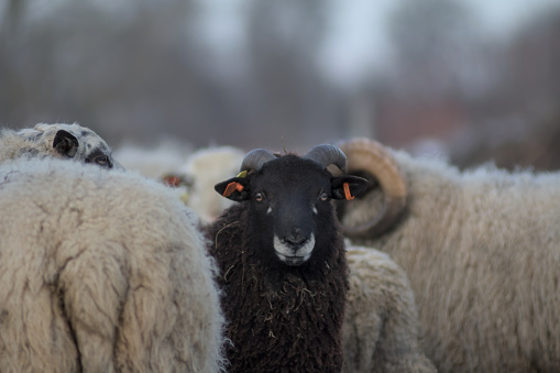 A flock of sheep with lengthy, black, and white fur coats