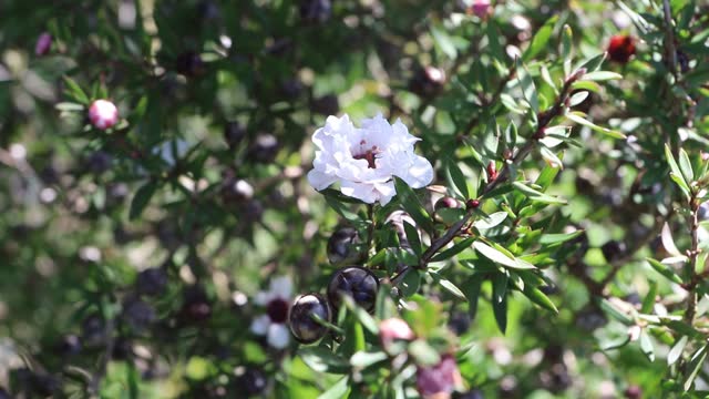 Leptospermum scoparium or manuka flower and fruits.