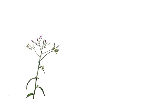Close up image of Wild thatch plant on white background