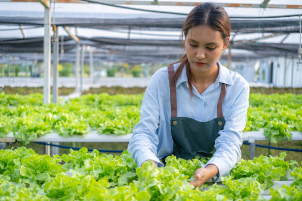 istock Asian female farmer inspects produce in her vegetable plot 2071220627