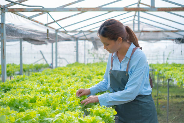 istock Asian female farmer inspects produce in her vegetable plot 2071221167