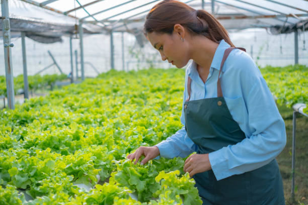 istock Asian female farmer inspects produce in her vegetable plot 2071221175