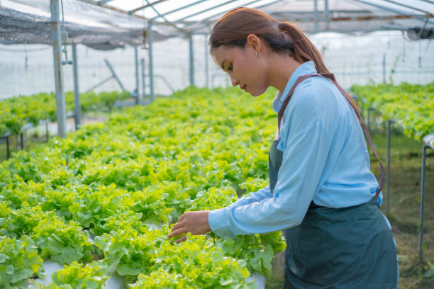 istock Asian female farmer inspects produce in her vegetable plot 2071221179