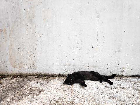A black cat is relaxing on a concrete floor with a white wall in the background