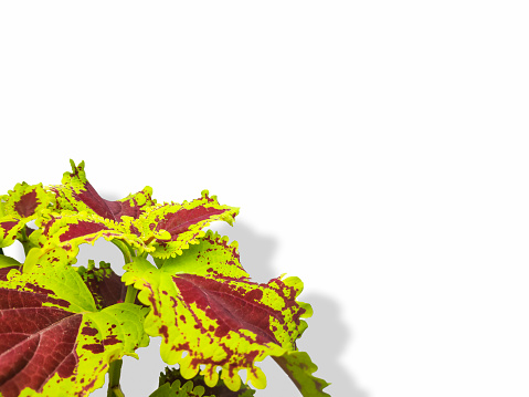 Close up image of coleus leaf plants on white background