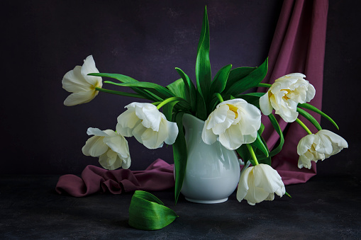 Still life. White tulips in a white jug on a burgundy background close -up