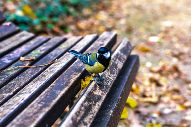 istock Bird fed by a 