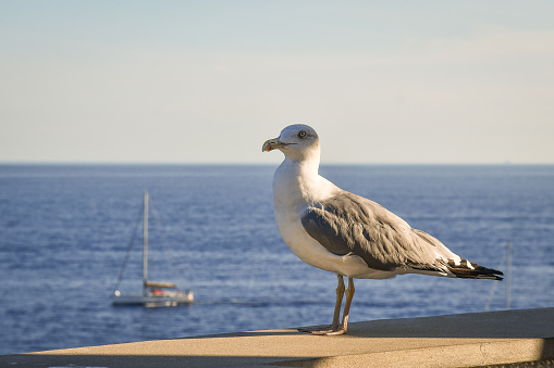 Portrait of an adult royal seagull standing on a wall overlooking the sea in summer, Liguria, Italy