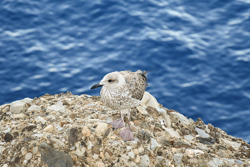 Portrait of a royal seagull standing on a cliff overlooking the sea, Liguria, Italy