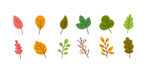 Different types of autumn leaf illustrations