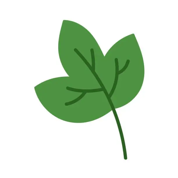 Vector illustration of Illustration of leaf type six