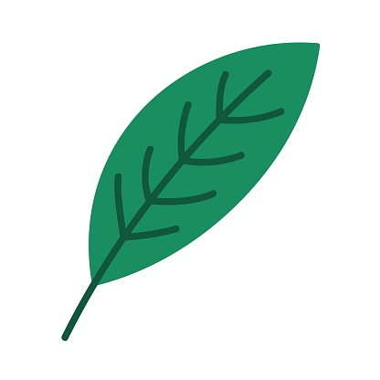Illustration of leaf