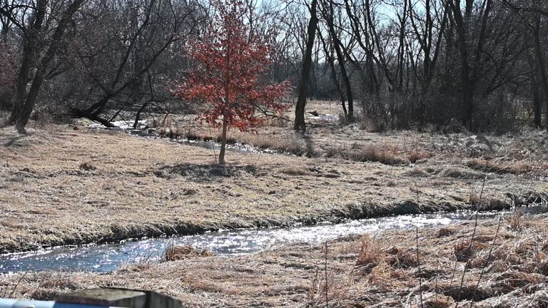 Stream through Dry Grass