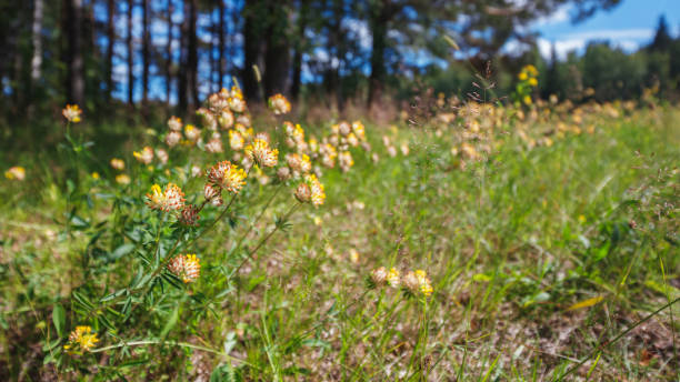 istock Wild clover flowers on a field near a pine forest, summer background 2071286254
