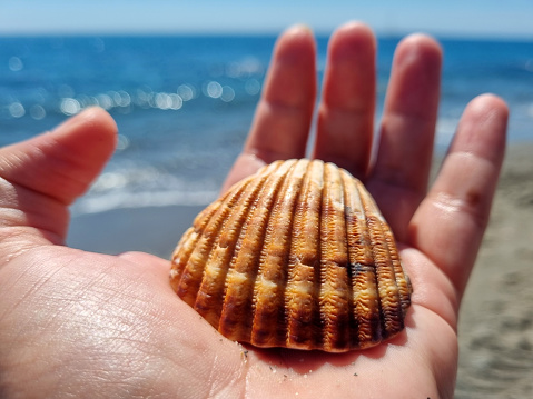 Seashell, Sea Life, Beach, Animal Shell, Collection