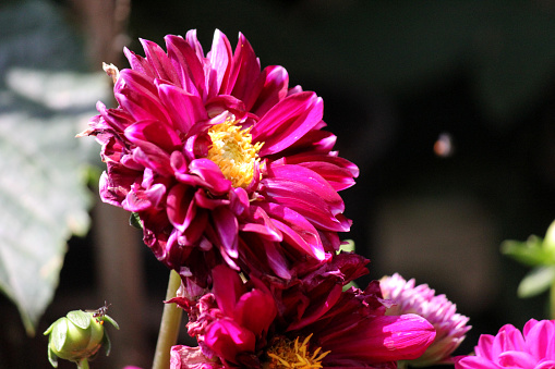 Daisy Poms flower closeup