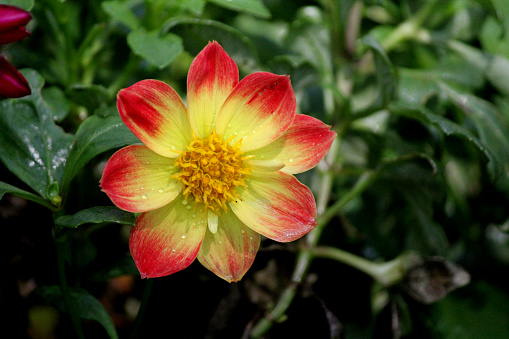 Daisy Poms flower closeup