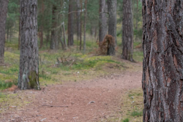 Landscape photo of path in pine forest or woods