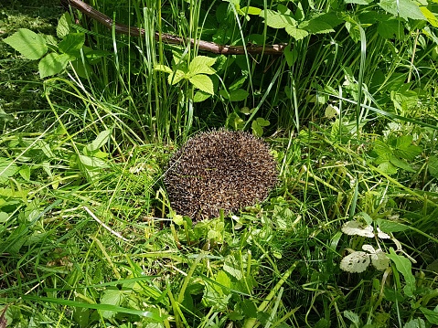 An adult hedgehog is curled up in a ball among the green grass on the lawn.