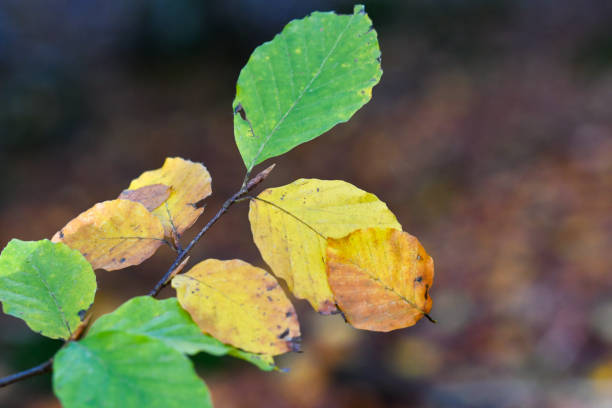 istock Closeup of leaves of a beech tree 2071319733