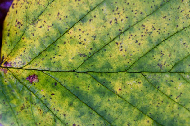 Closeup or macro of a green leaf in early autumn of fall