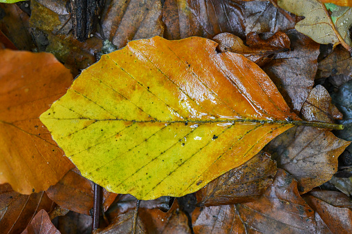 Closeup or macro of a fallen leaf in autumn of fall