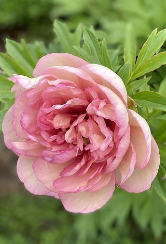 Close-up of blooming pink and white peonies