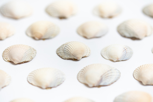 Closeup or macro of many sea shells on white background