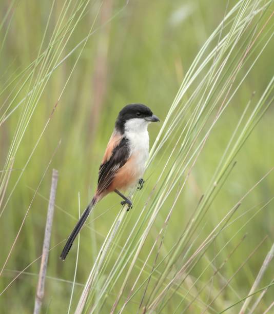Long-tailed shrike (Lanius schach). long-tailed shrike or rufous-backed shrike is a member of the bird family Laniidae, the shrikes. lanius schach stock pictures, royalty-free photos & images