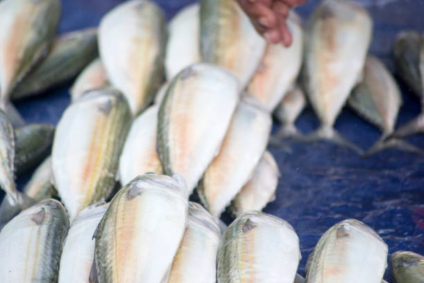 Fresh Seafood Delights at the Fishmonger's Stall. A bustling fish market where a wide selection of fresh fish and seafood is displayed on stalls.