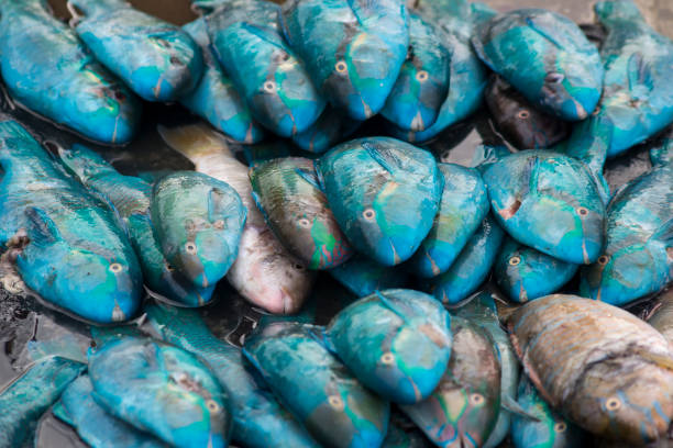 istock Fresh Seafood Delights at the Fishmonger's Stall 2071330230