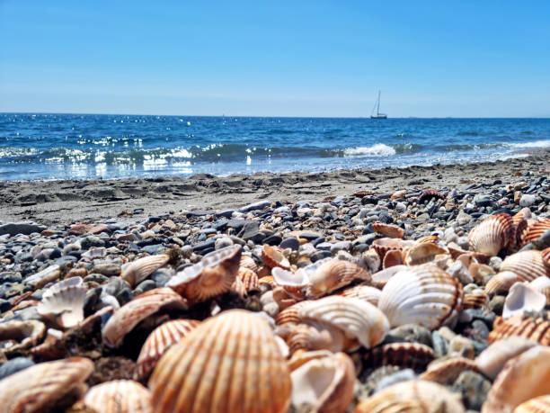beautiful beach full of shells and a calm sea