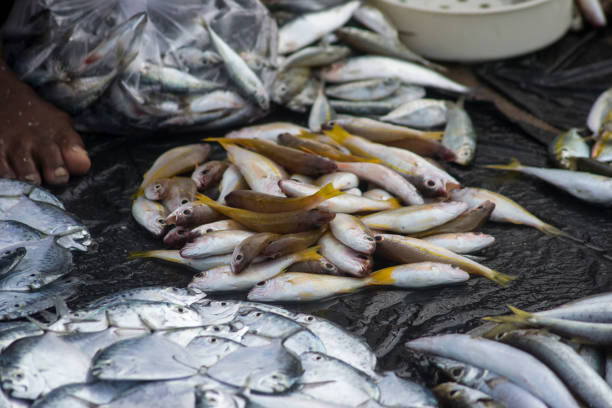 istock Fresh Seafood Delights at the Fishmonger's Stall 2071338701