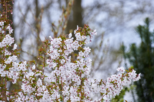 Blooming Mirabelle plum (Prunus domestica L.) in spring