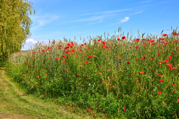 A  photo of the countryside in early summer