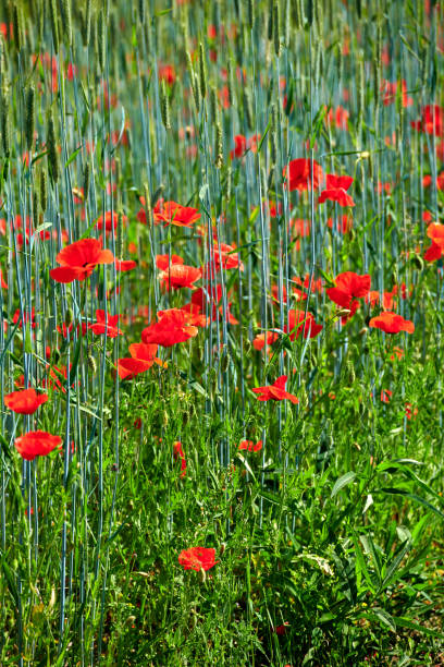 Wheat fields with poppies in early summer stock photo