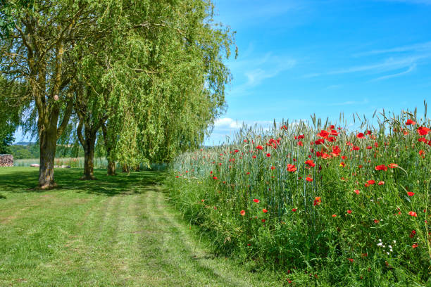 A  photo of the countryside in early summer