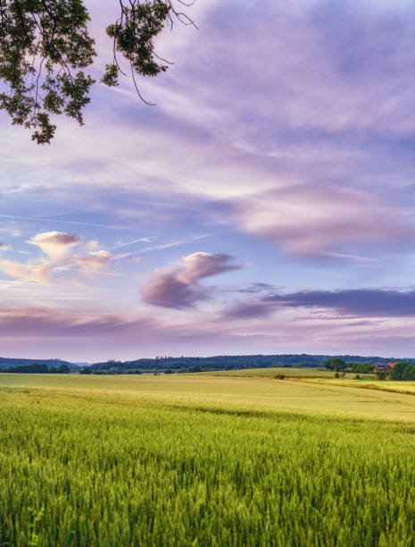 Photo of green field and blue sky in spring springtime