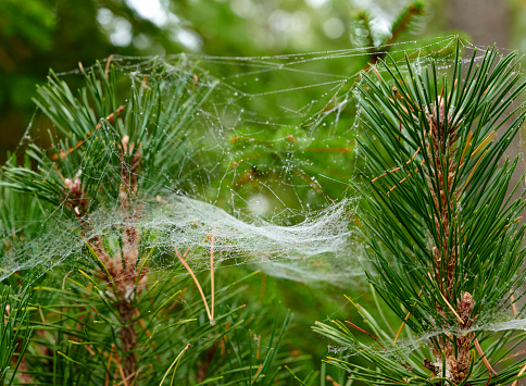 Spider web against the backdrop of trees with lush green foliage